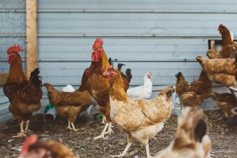 نخستین ابتلای انسانی به آنفلوانزای پرندگان H5N5 در آمریکا تأیید شد